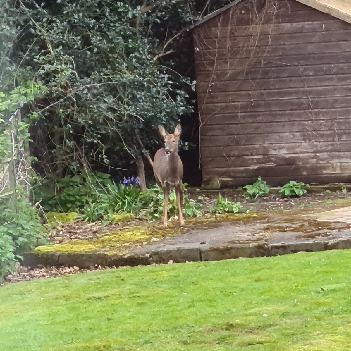 WarwickshireCRO's tweet photo. We know you like to see wildlife images for #ArchiveAnimals, and this week's is a good'un! This Roe Deer was spotted in the grounds around the Record Office this week. 🦌

#ExploreYourArchive https://t.co/Owh76tiiMR