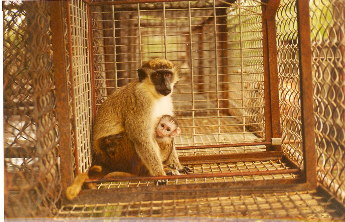 Wild-caught #monkeys on holiday island of #StKitts suffered horribly in inhumane experiment involving spinal damage & leg paralysis; many #vervets died or had to be killed as a result. Please join appeal by @Action4Primates to @skngov to end this cruelty: tinyurl.com/3pestben