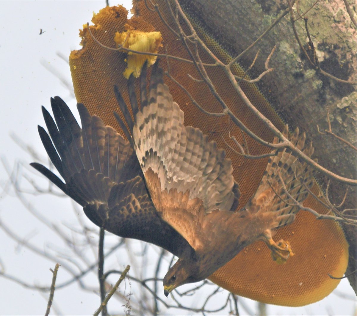 CamelliaPlc's tweet image. Crested honey buzzard - Pernis ptilorhynchus

This bird of prey is a specialist feeder and targets the larvae of bees and the comb and honey they produce. 

This stunning image was captured by Niraj Mani Chourasia - Amgoorie Tea Estate, Assam