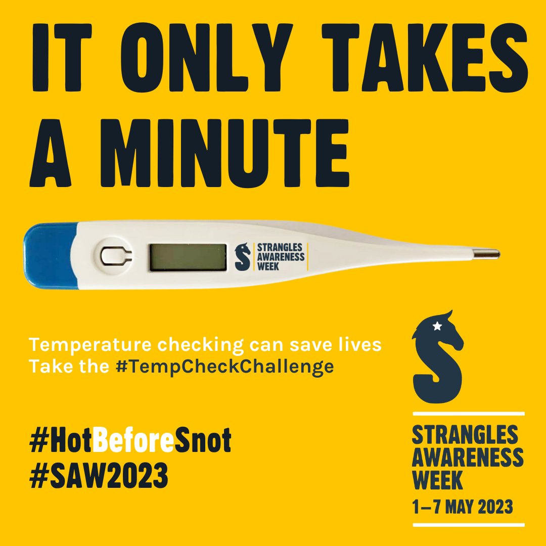 StranglesWeek's tweet image. Taking your horse's temperature only takes a minute but can save lives! Will you take the #TempCheckChallenge next week? 🌡️🐴

There is still time to learn how to take temperatures safely for the first time - watch our film with @PiggyMarch. 

redwings.org.uk/strangles/hors…