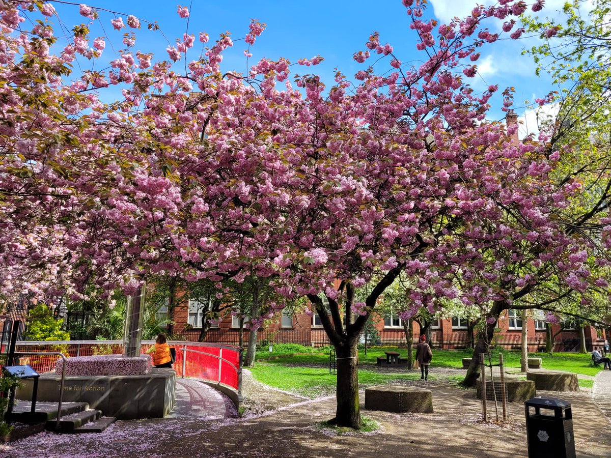 #BlossomWatch in Sackville Gardens.