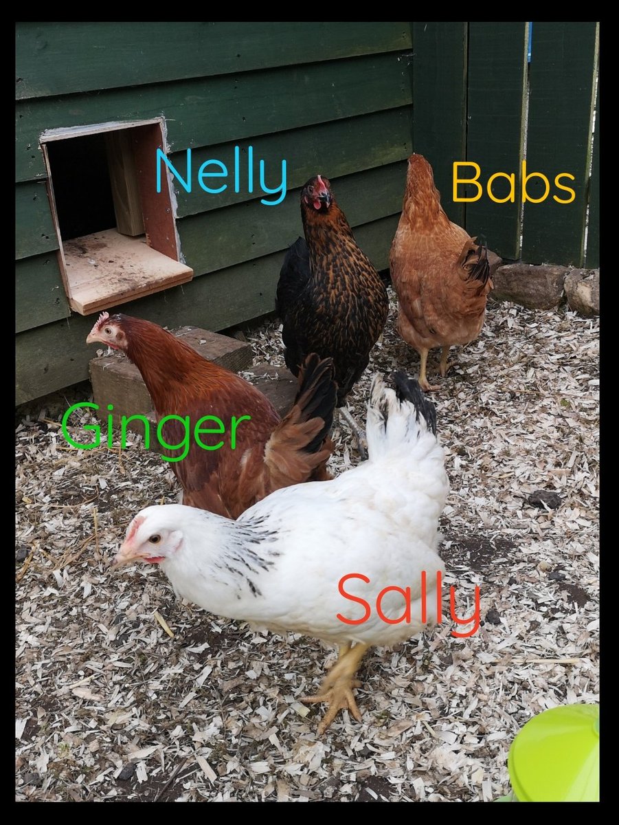 The plan was to start with 5 or 6 chickens........so how have we now got 12???!!!! 🙈
New additions today 🥰
#Chickens #TheGoodLife #OurWeeCottage🏡