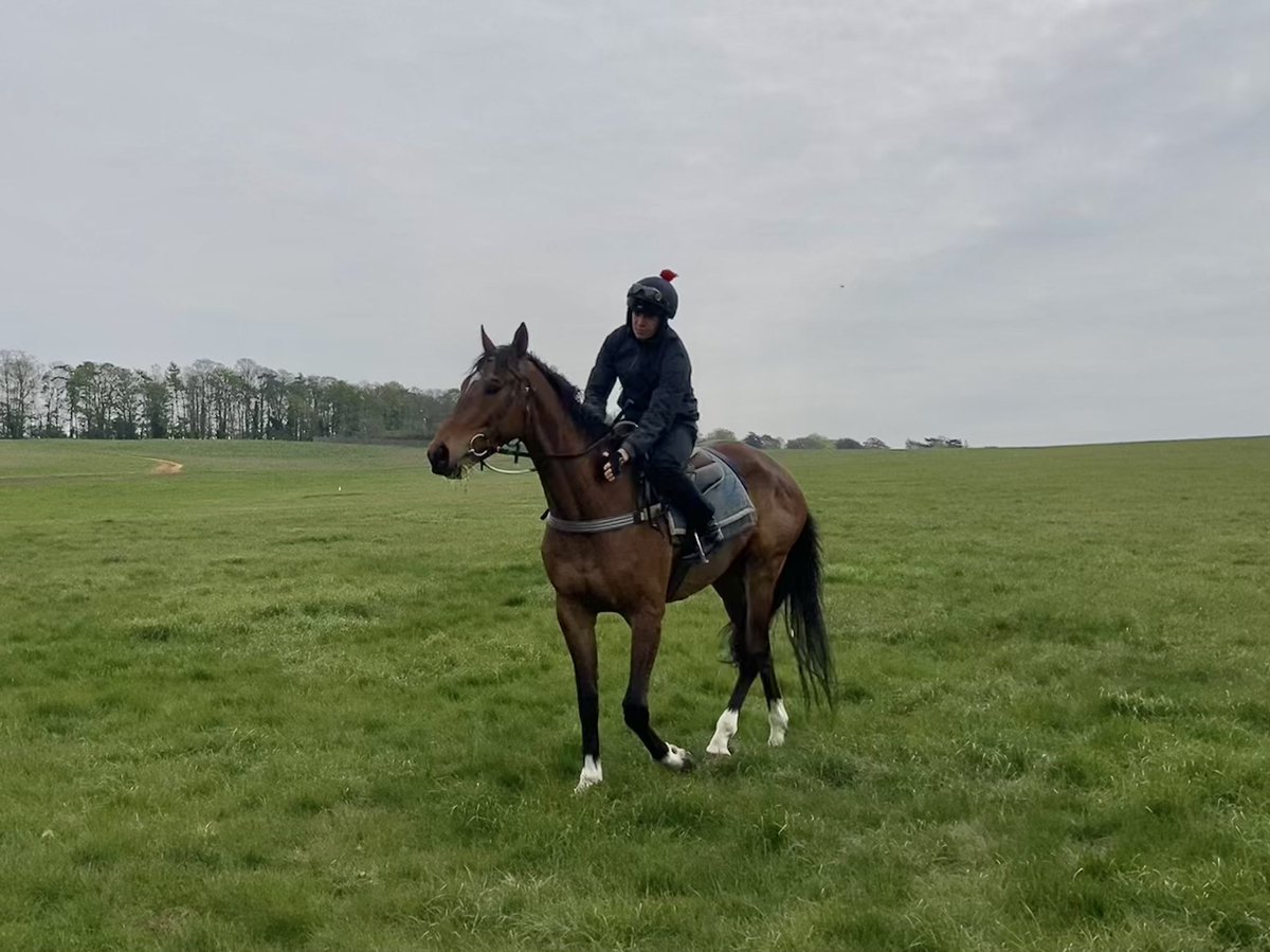 Many thanks to <a href="/MarkCrehan98/">Mark Crehan</a> for some first-rate help at the stalls this morning #Merrijig