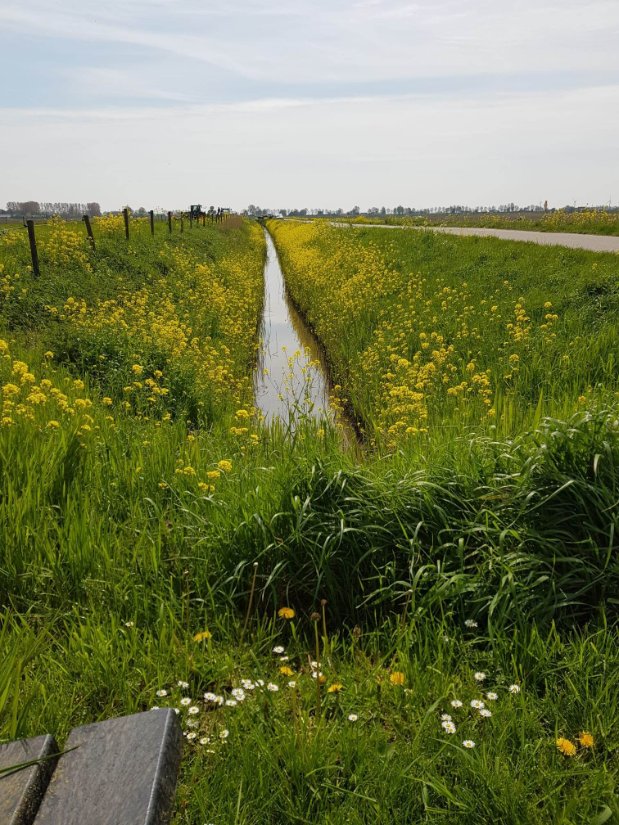 DreamWishDo2's tweet photo. Voor t eerst na mijn acute opname hartbewaking
van een spontane #boezemflutter #atriaflutter #hartritmestoornis op een bankje in de polder. Heerlijk ff genieten van het mooie #koolraap en uitzicht in de #hoekschewaard https://t.co/t6fKK9zrZ9