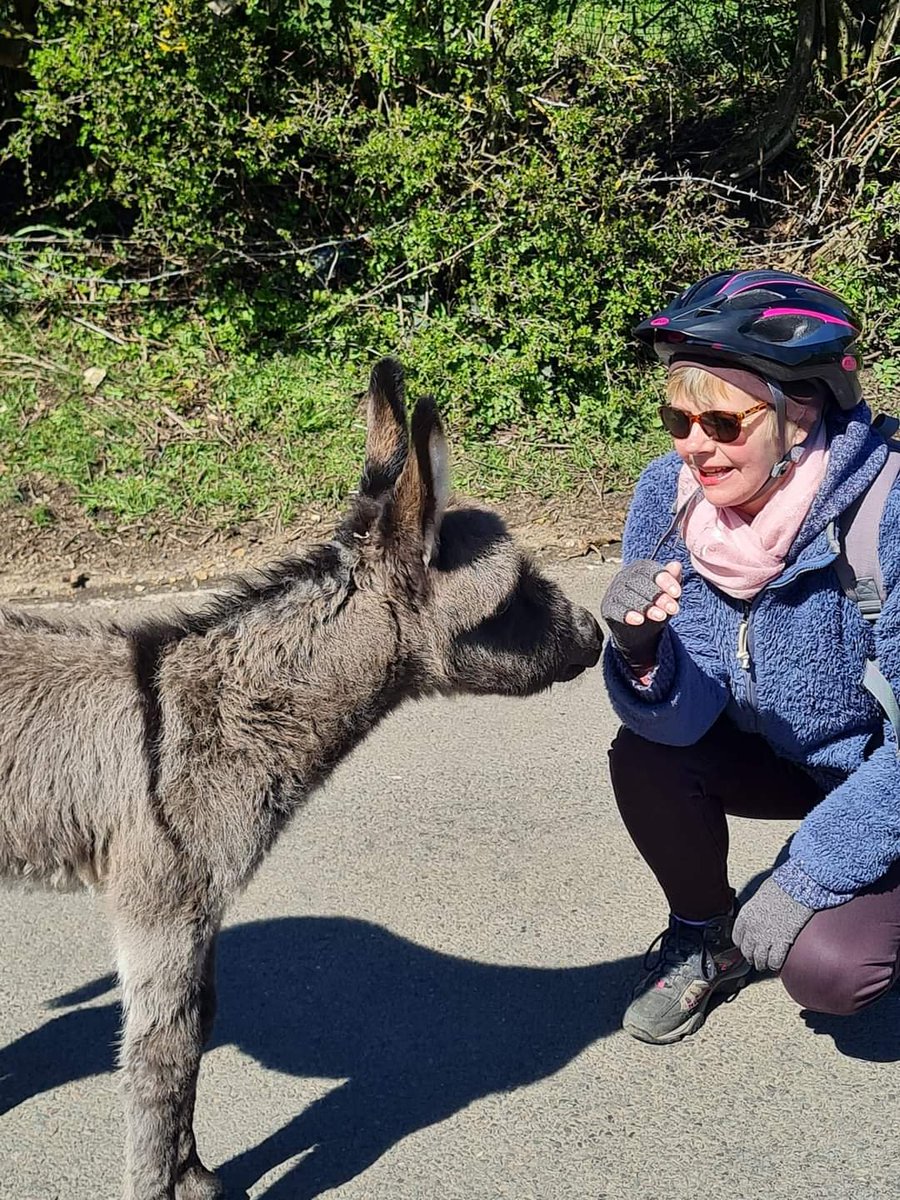 GrinterTracey's tweet photo. I'm here now...and here's a wee donkey to prove it 😍😍 https://t.co/UUTtHHWjBC