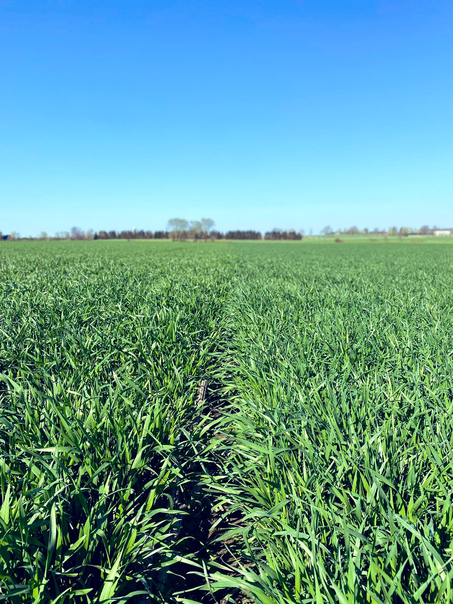 moomoocrew2's tweet photo. XTR Triticale head to head trial with common seed. XTR took an early lead in the spring but common seems to have caught up. 
Both planted Sept 20 with 100lb N

Last years sample ~20% CP with 60-70% NDFd 🚀 https://t.co/xTC7g6gfia