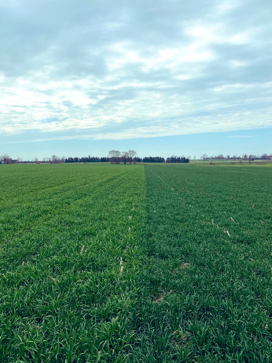 moomoocrew2's tweet photo. XTR Triticale head to head trial with common seed. XTR took an early lead in the spring but common seems to have caught up. 
Both planted Sept 20 with 100lb N

Last years sample ~20% CP with 60-70% NDFd 🚀 https://t.co/xTC7g6gfia