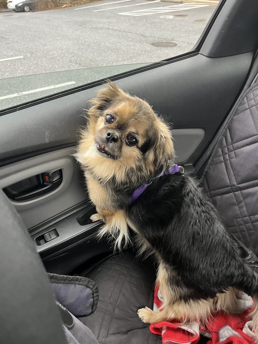 thetrojankitten's tweet image. Inspired by @procuddlehustle, let me introduce Dax. We are available for cuddle doubles.  😉 Coming to San Diego starting in June! #cuddlepup #cuddletherapy