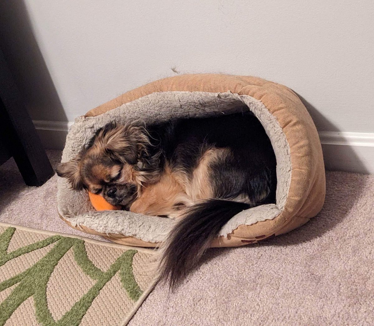 thetrojankitten's tweet image. Inspired by @procuddlehustle, let me introduce Dax. We are available for cuddle doubles.  😉 Coming to San Diego starting in June! #cuddlepup #cuddletherapy