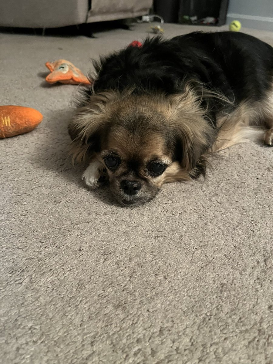 thetrojankitten's tweet image. Inspired by @procuddlehustle, let me introduce Dax. We are available for cuddle doubles.  😉 Coming to San Diego starting in June! #cuddlepup #cuddletherapy