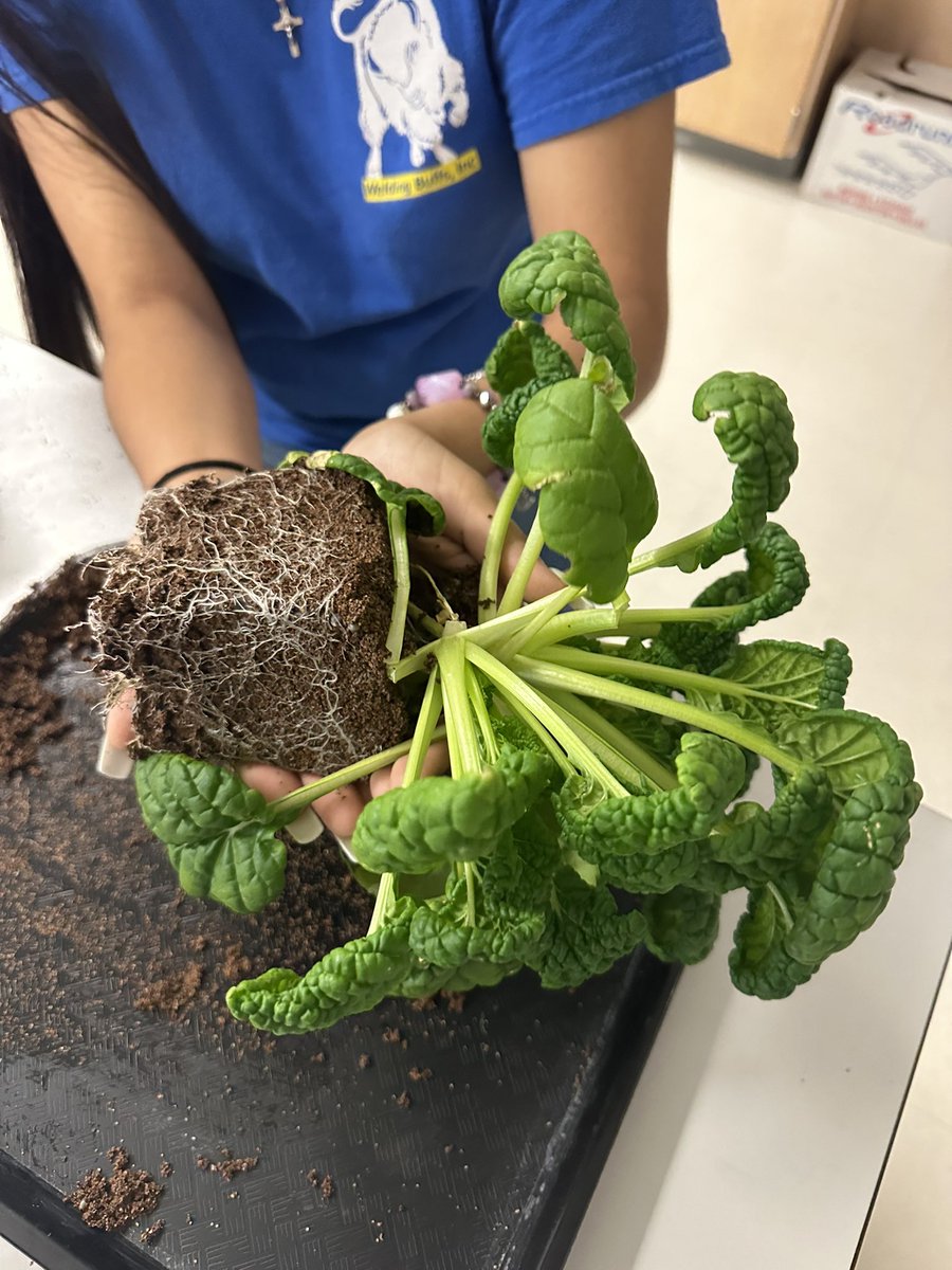 Pablo Banda tweet media