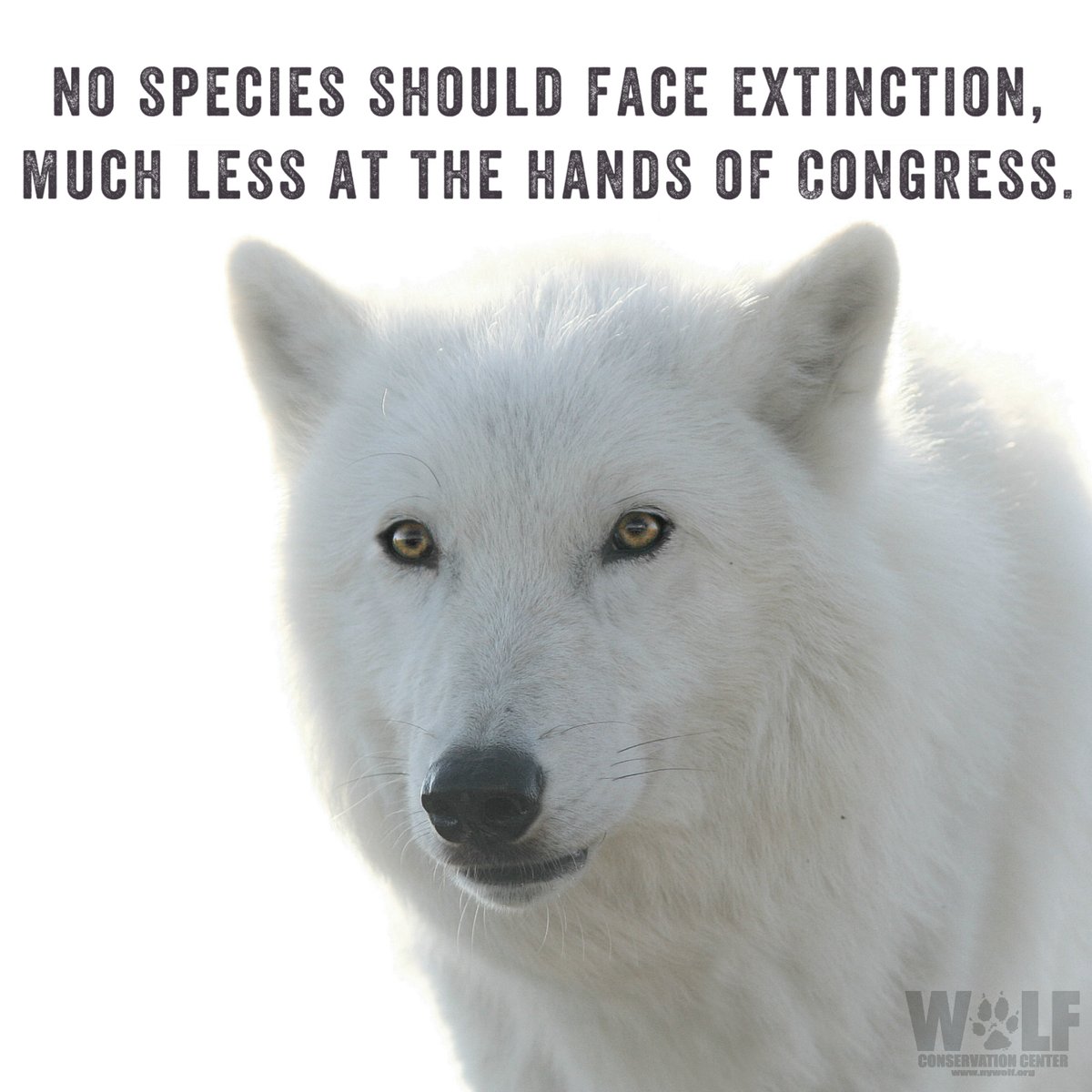 nywolforg's tweet photo. RIGHT NOW - The House @NatResources Committee is holding a Full Committee Markup of Lauren Boebert's anti-wolf bill as well as other damaging bills that would undermine the Endangered Species Act and preclude protections for individual species.
Tune in: https://t.co/JW0LpoXx6h https://t.co/lHY401Hp93