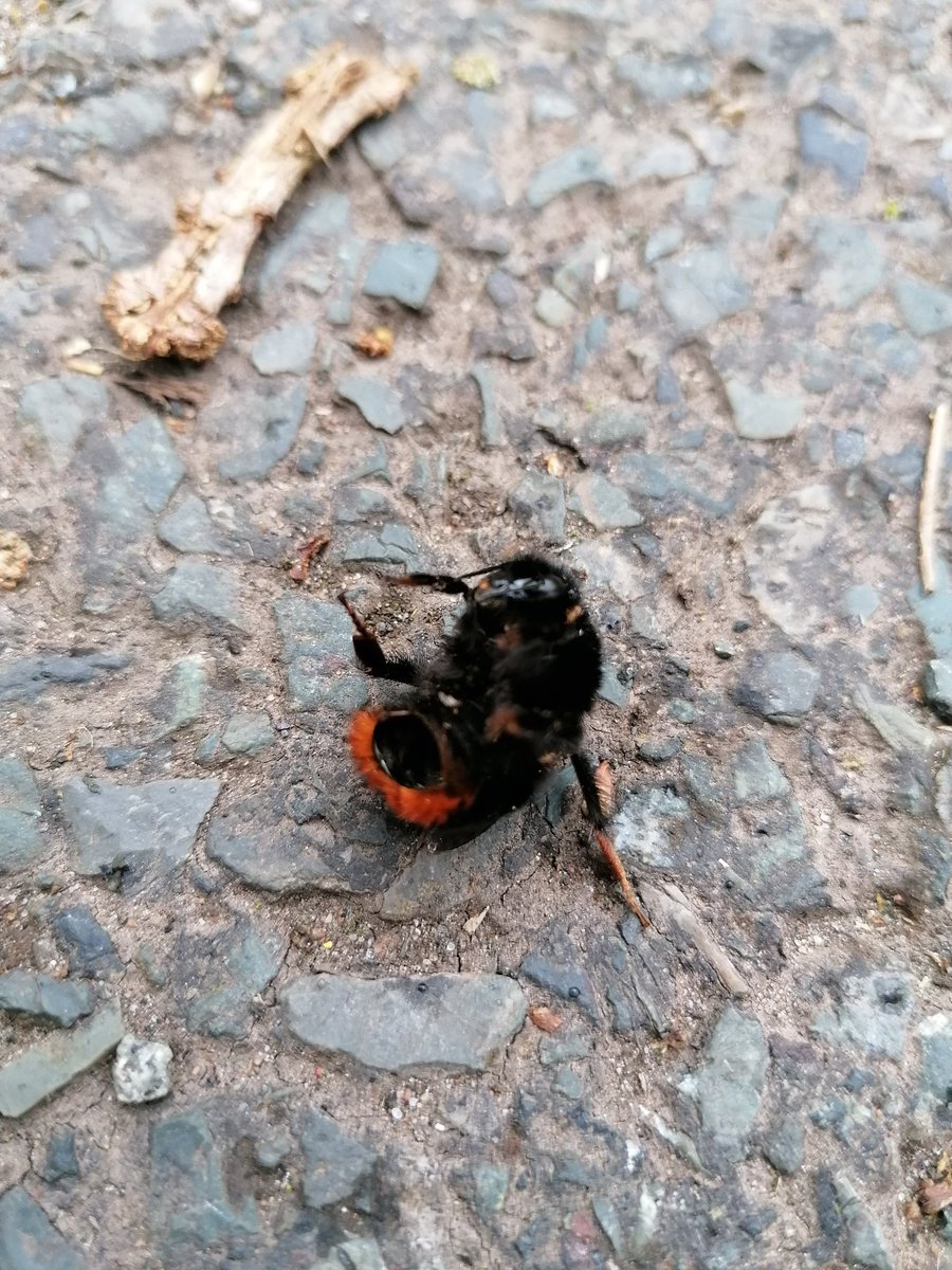 Dr Szu S Wong tweet media