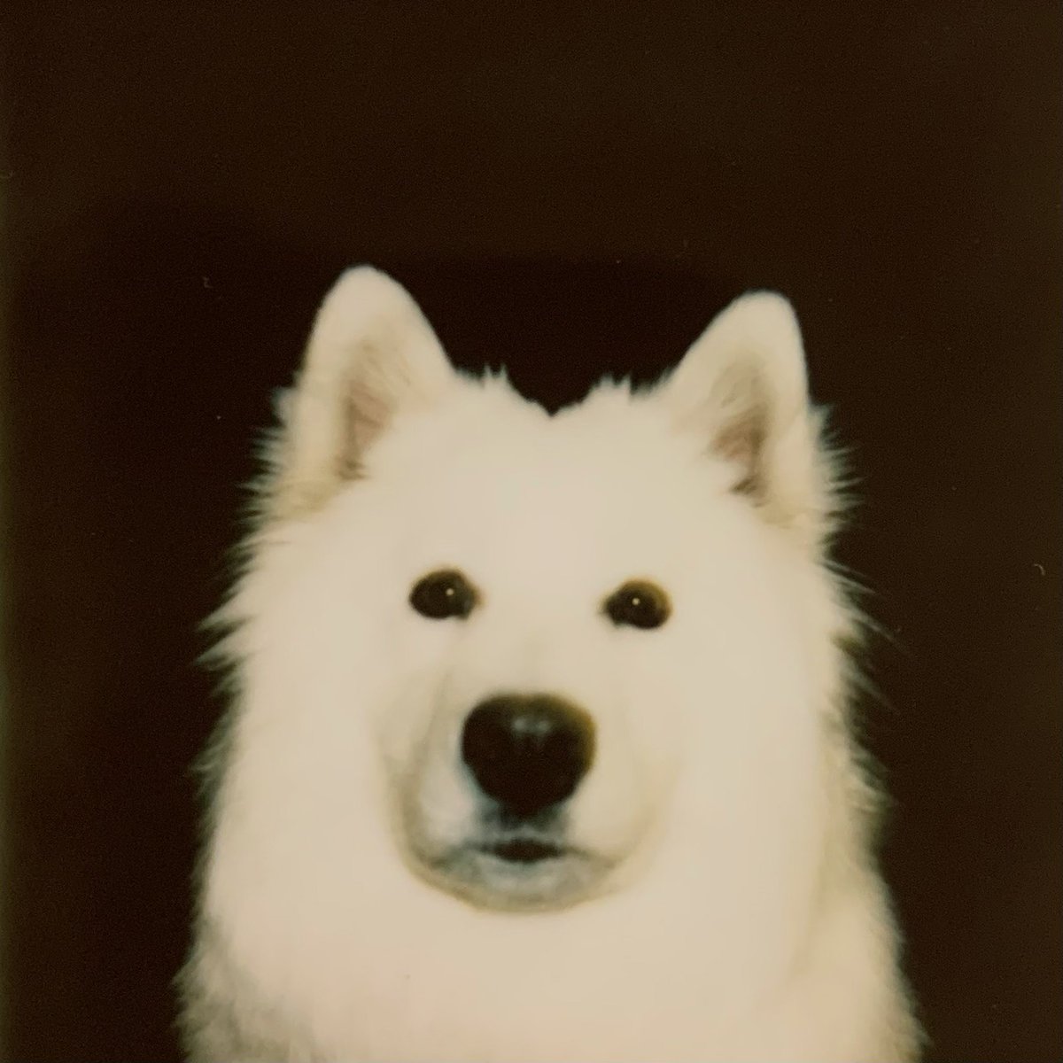 Indica Records tweet media