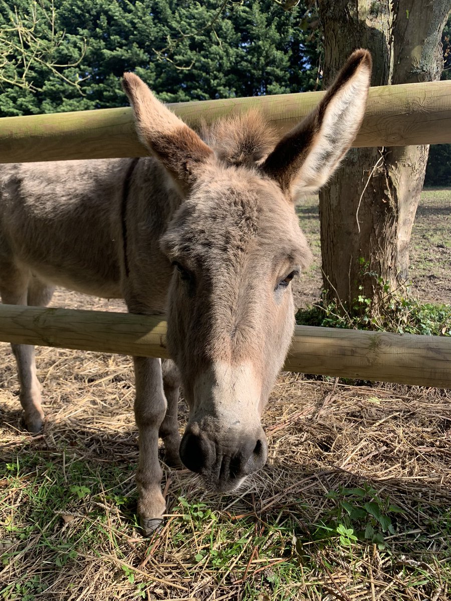 drgregussher's tweet photo. Here’s our beautiful boy Grisou - poking through the fence in our paddock in Le Parcq. He is smart and kind and curious and loving and a good friend to our horse Squirrel! https://t.co/uNtgYkznyx