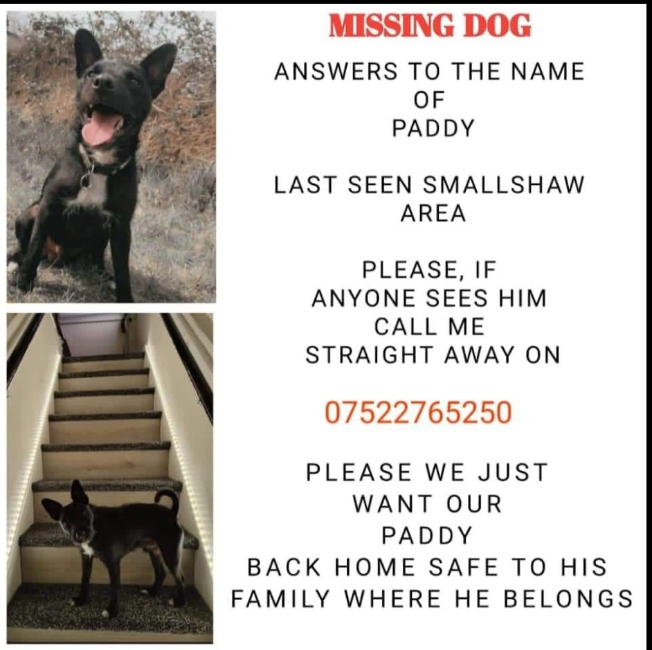 MissingPetsGB's tweet photo. ๐ PADDY has got under a gate & escaped from home. He is a small dog.
PADDY is an emotional support companion for owner who suffers with CPTSD.
He is missing from the
#Smallshaw area of #AshtonUnderLyne #OL6
Please RT https://t.co/NqXgU8hE7n https://t.co/y6lm3RHn9a