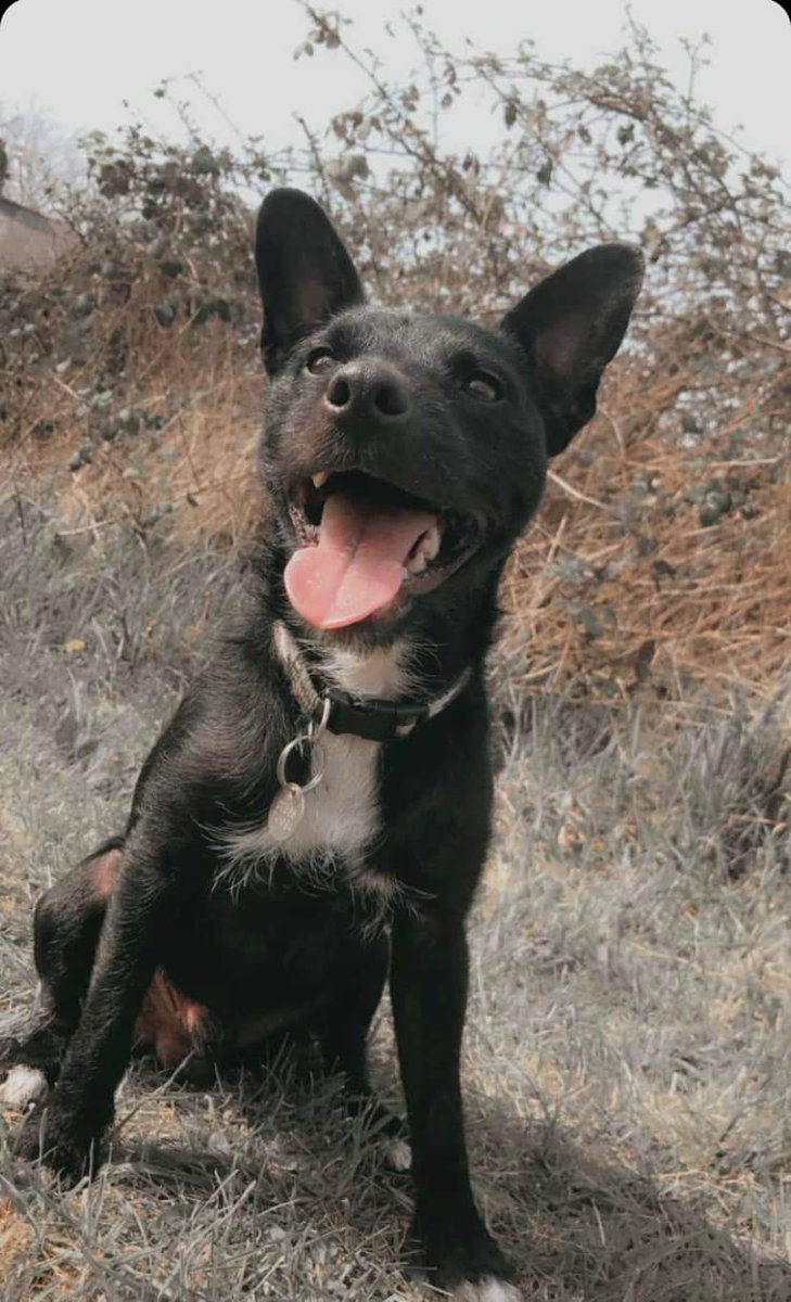 MissingPetsGB's tweet photo. ๐ PADDY has got under a gate & escaped from home. He is a small dog.
PADDY is an emotional support companion for owner who suffers with CPTSD.
He is missing from the
#Smallshaw area of #AshtonUnderLyne #OL6
Please RT https://t.co/NqXgU8hE7n https://t.co/y6lm3RHn9a