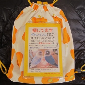 uenakabotan's tweet photo. 今日も声をかけてもらった
「あっちの川の方で青いインコを2週間くらい前に見ました」って。
「もう2年以上前なんです」っていうのが申し訳ない。「ありがとうございます。すみません」頭下げて誠心誠意言うだけ。
背中にポスターいつか辞めようと思ってたけど、背中に居ないと寂しい。一緒に居たい。 https://t.co/Xp7ykvTO22