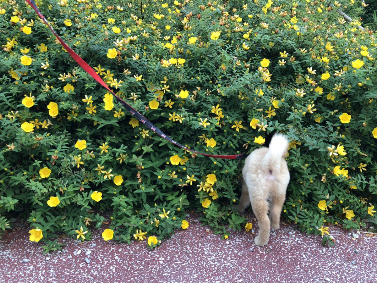 頭隠して尻の穴隠さず
