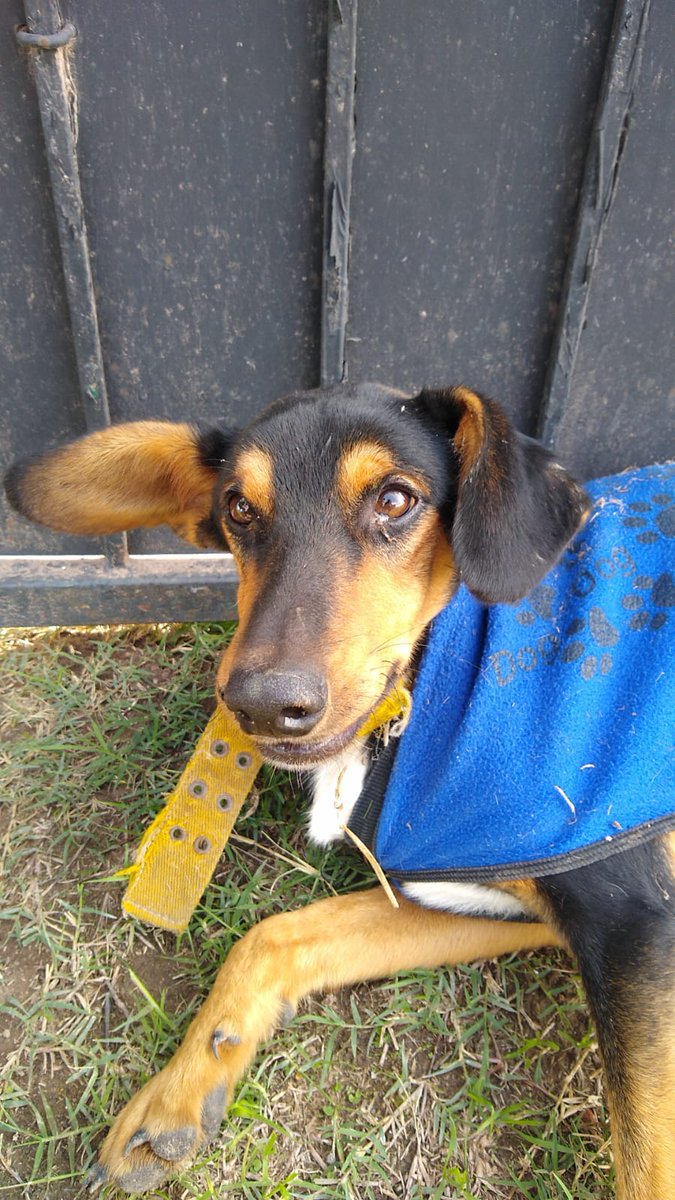 mmaimiguel's tweet photo. Hola, que tal? Pasé de no tener nombre a tener 2: mi vete me puso Dumbo pero tambien me dicen Fideo porque dicen que soy parecido a Angelito Di María.

Él es un perrito que apareció en casa muy adolorido y despues de los estudios descubrimos que el riñón derecho no le funciona. https://t.co/hkBmR2YsVb