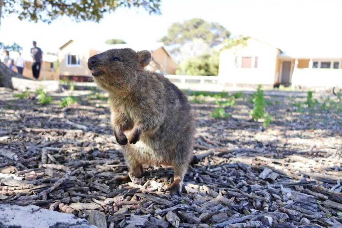 quokkaeveryhour's tweet image. 
