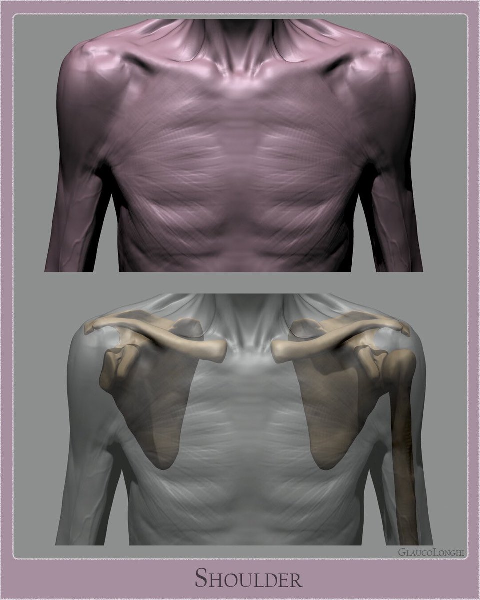 glaucolonghi's tweet photo. More anatomy Thursday :) 
Sharing more studies from years ago, this was a nice one to sculpt and get a better understanding of the shoulder girdle. https://t.co/RL9KXrJEFb