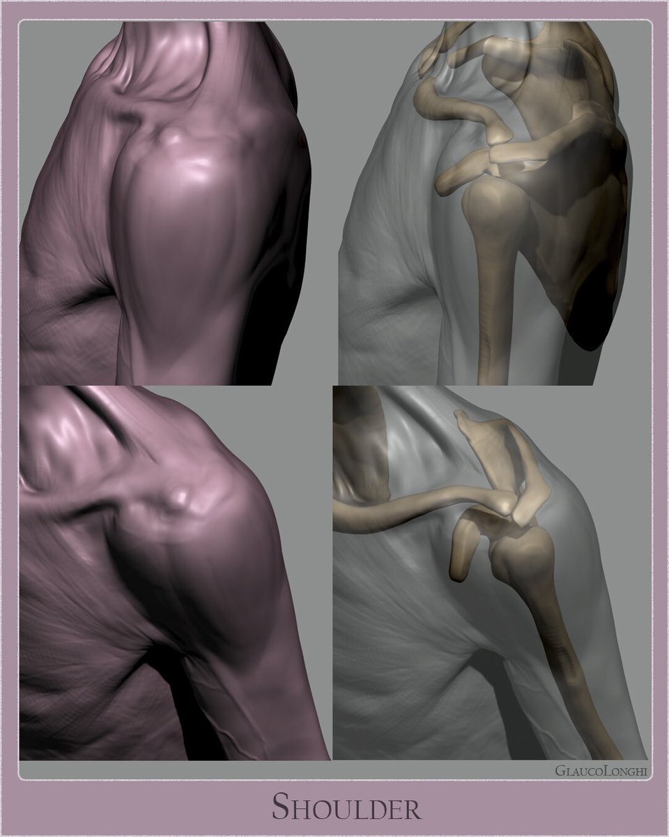 glaucolonghi's tweet photo. More anatomy Thursday :) 
Sharing more studies from years ago, this was a nice one to sculpt and get a better understanding of the shoulder girdle. https://t.co/RL9KXrJEFb