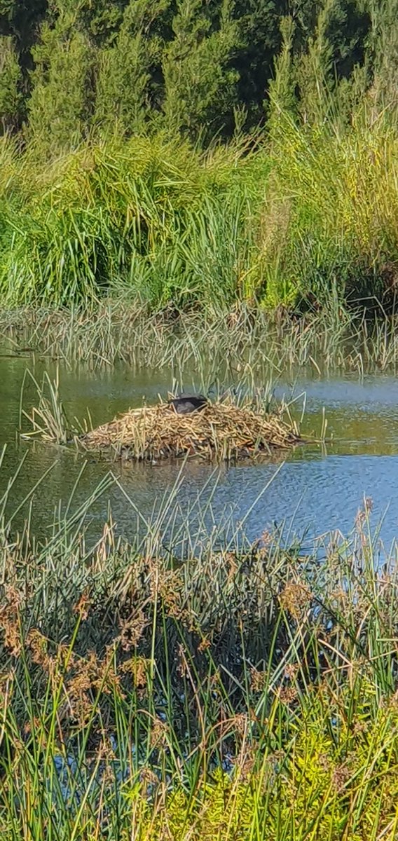 DrVeeFee's tweet photo. My backyard gems. An immense burst of joy walking in the midst of this serene beauty on a magnificent Autumn day in Melbourne. The beauty around me leaves me in utter awe and at peace even in the midst of the hustle and bustle of an ultra-busy academic life. https://t.co/atExhd0YlU