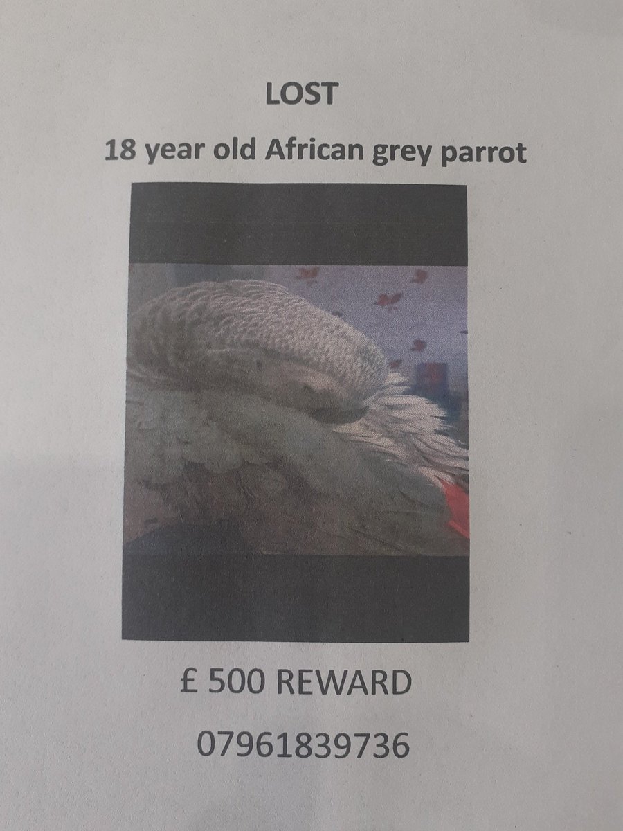 toldyo's tweet photo. @lostfoundparrot   lost Sunday 23rd. Wolverhampton area https://t.co/OPxqPbof6b