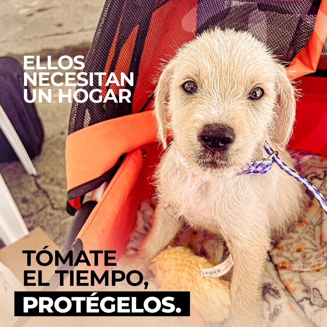 PRGAPSA's tweet image. Durante el pasado fin de semana, GAPSA llevó a cabo un evento masivo de esterilización completamente gratuito en el pueblo de Moca. Se esterilizaron a 472 animales y se beneficiaron mascotas de los siguientes pueblos: Moca, Lares, Aguadilla, Aguada e Isabela. #SientenComoNosotros