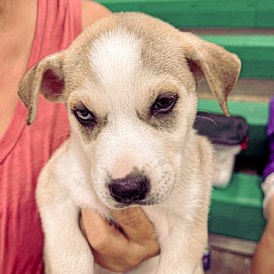 PRGAPSA's tweet image. Durante el pasado fin de semana, GAPSA llevó a cabo un evento masivo de esterilización completamente gratuito en el pueblo de Moca. Se esterilizaron a 472 animales y se beneficiaron mascotas de los siguientes pueblos: Moca, Lares, Aguadilla, Aguada e Isabela. #SientenComoNosotros