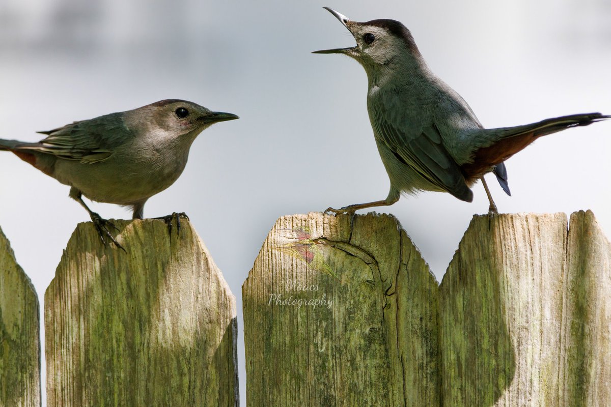 gone_mac's tweet photo. Got some angry #GreyCatbird's this year 😆.
#Canon EOS 90D
#catbird #mimidae
#TwitterNatureCommunity #wildlifephotography #birds #birdphotography #birding #BirdTwitter @birdsunlimited @WildlifeMag @NatGeoPhotos #canonphotography #ShotOnCanon #NaturePhotography #CanonFavPic https://t.co/SutSHNf00L