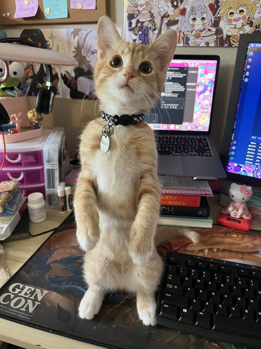 ToebeanBrigade's tweet photo. 🐾🩵 Mister Gatsby hopes you all have a really great day!  🩵🐾

#CatsAreFamily #CatsOnTwitter #CatsOfTwitter #cats #tabby https://t.co/b7t4APMekK
