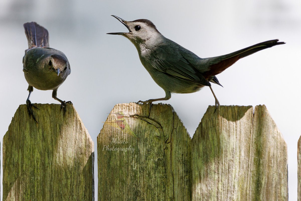 gone_mac's tweet photo. Got some angry #GreyCatbird's this year 😆.
#Canon EOS 90D
#catbird #mimidae
#TwitterNatureCommunity #wildlifephotography #birds #birdphotography #birding #BirdTwitter @birdsunlimited @WildlifeMag @NatGeoPhotos #canonphotography #ShotOnCanon #NaturePhotography #CanonFavPic https://t.co/SutSHNf00L