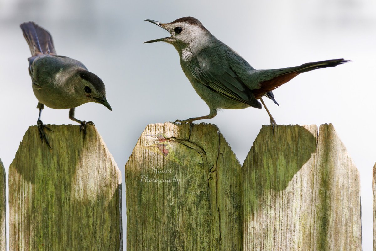 gone_mac's tweet photo. Got some angry #GreyCatbird's this year 😆.
#Canon EOS 90D
#catbird #mimidae
#TwitterNatureCommunity #wildlifephotography #birds #birdphotography #birding #BirdTwitter @birdsunlimited @WildlifeMag @NatGeoPhotos #canonphotography #ShotOnCanon #NaturePhotography #CanonFavPic https://t.co/SutSHNf00L