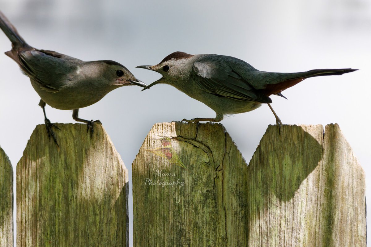 gone_mac's tweet photo. Got some angry #GreyCatbird's this year 😆.
#Canon EOS 90D
#catbird #mimidae
#TwitterNatureCommunity #wildlifephotography #birds #birdphotography #birding #BirdTwitter @birdsunlimited @WildlifeMag @NatGeoPhotos #canonphotography #ShotOnCanon #NaturePhotography #CanonFavPic https://t.co/SutSHNf00L