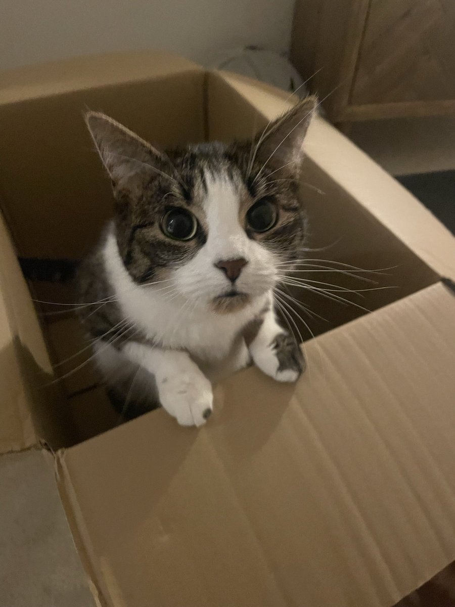 FraserLyndsey's tweet photo. @TreasuryMog Hi Gladders! My name is Lily (Savage) &amp; I’m 2 1/2 years old 😻 https://t.co/s6H3LXjwEQ