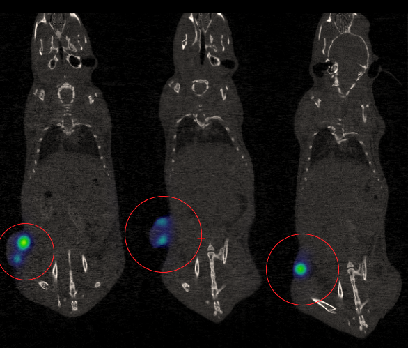 IVIF_Lausanne's tweet photo. @IVIF_Lausanne  @FBM_UNIL  we are still tracking tumor specific #Tcells #invivo with our multimodal set up #bioluminescence  + #microCT. Happy to help a study of Raphael Porret @YannickDaMuller. https://t.co/SlaKlJy8o8