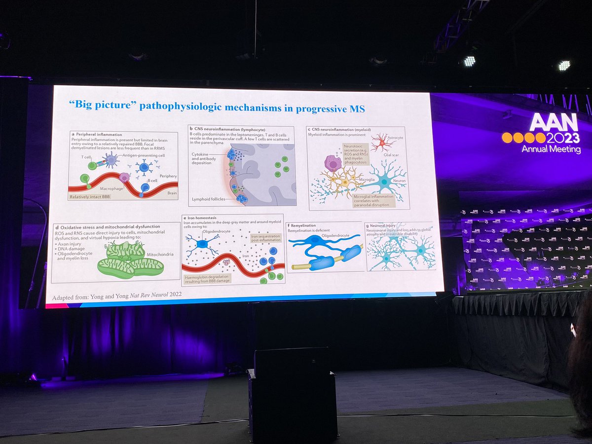 NataliaRostMD's tweet photo. 📣 A terrific overview of science behind the new advances in diagnosis, management &amp; outcome modeling in #ProgressiveMS 🧠🔬🧬🧫 #AANAM

@AANmember https://t.co/ftmw4lLGoV