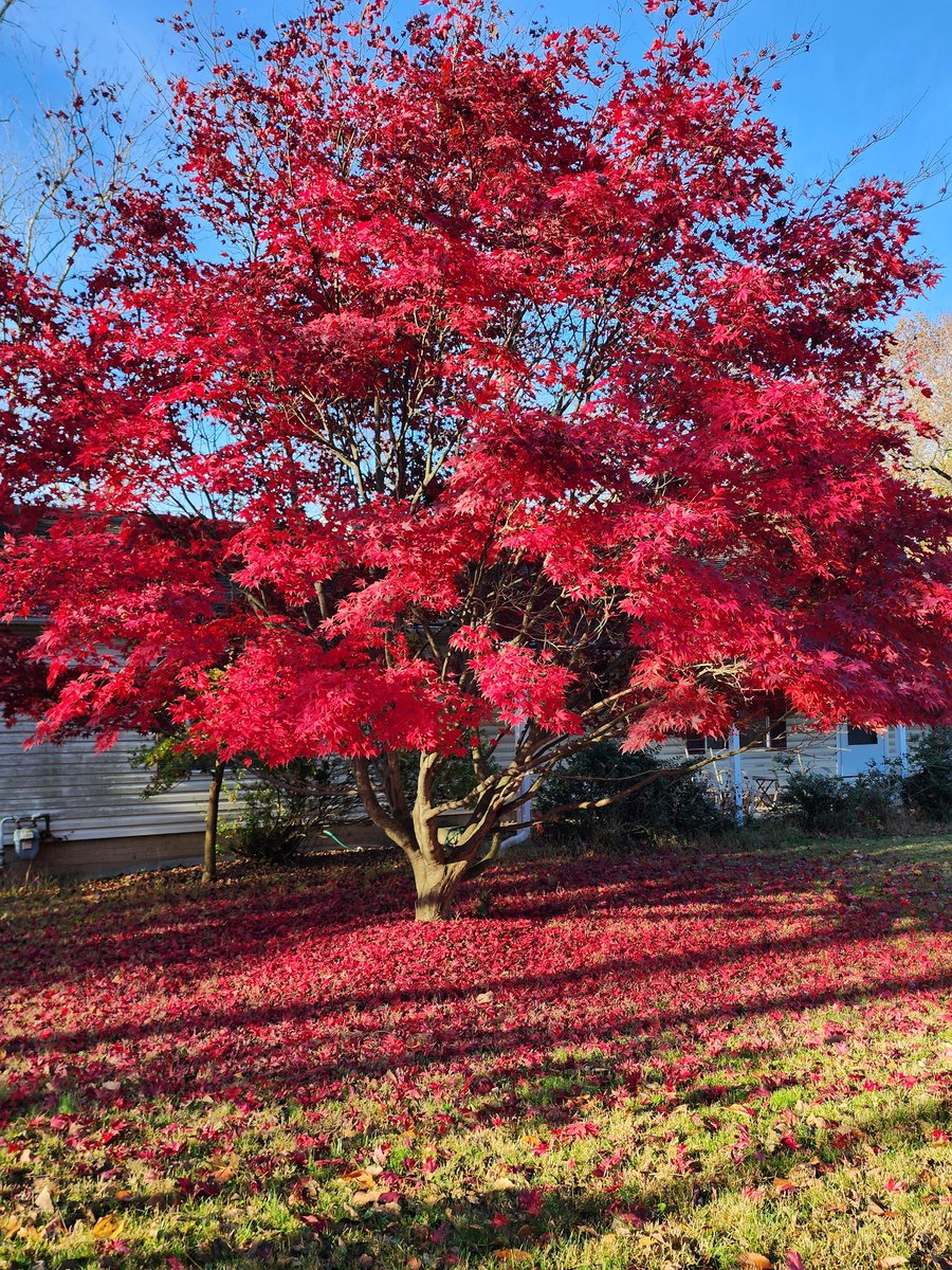 ASchwaigert219's tweet photo. @mostlybree Neighbors tree in fall at old house. Doesn't last long but man is it pretty while it does https://t.co/PYlHw8kU1w