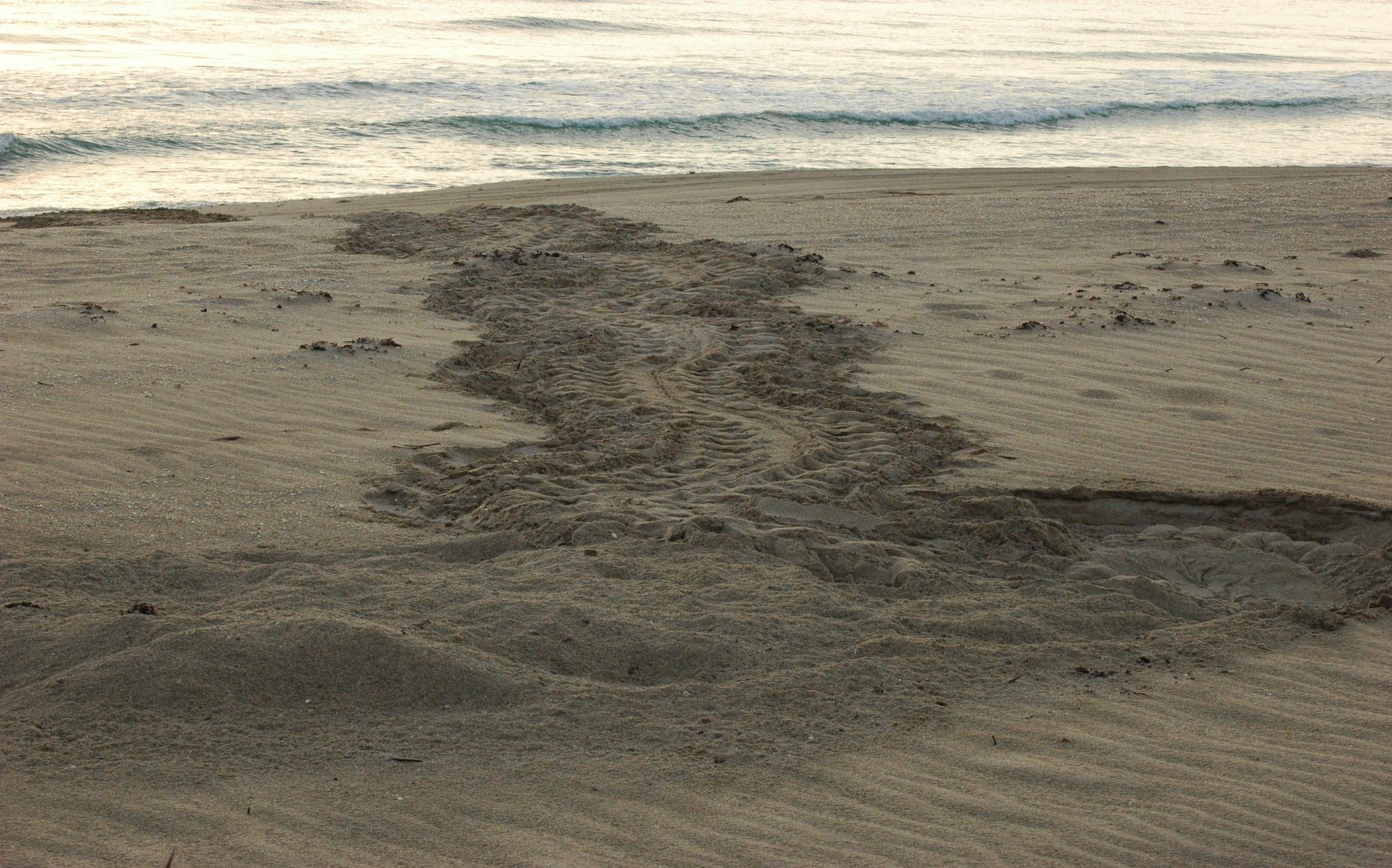 Martin County BOCC on Twitter "Help our nesting sea turtles Don't