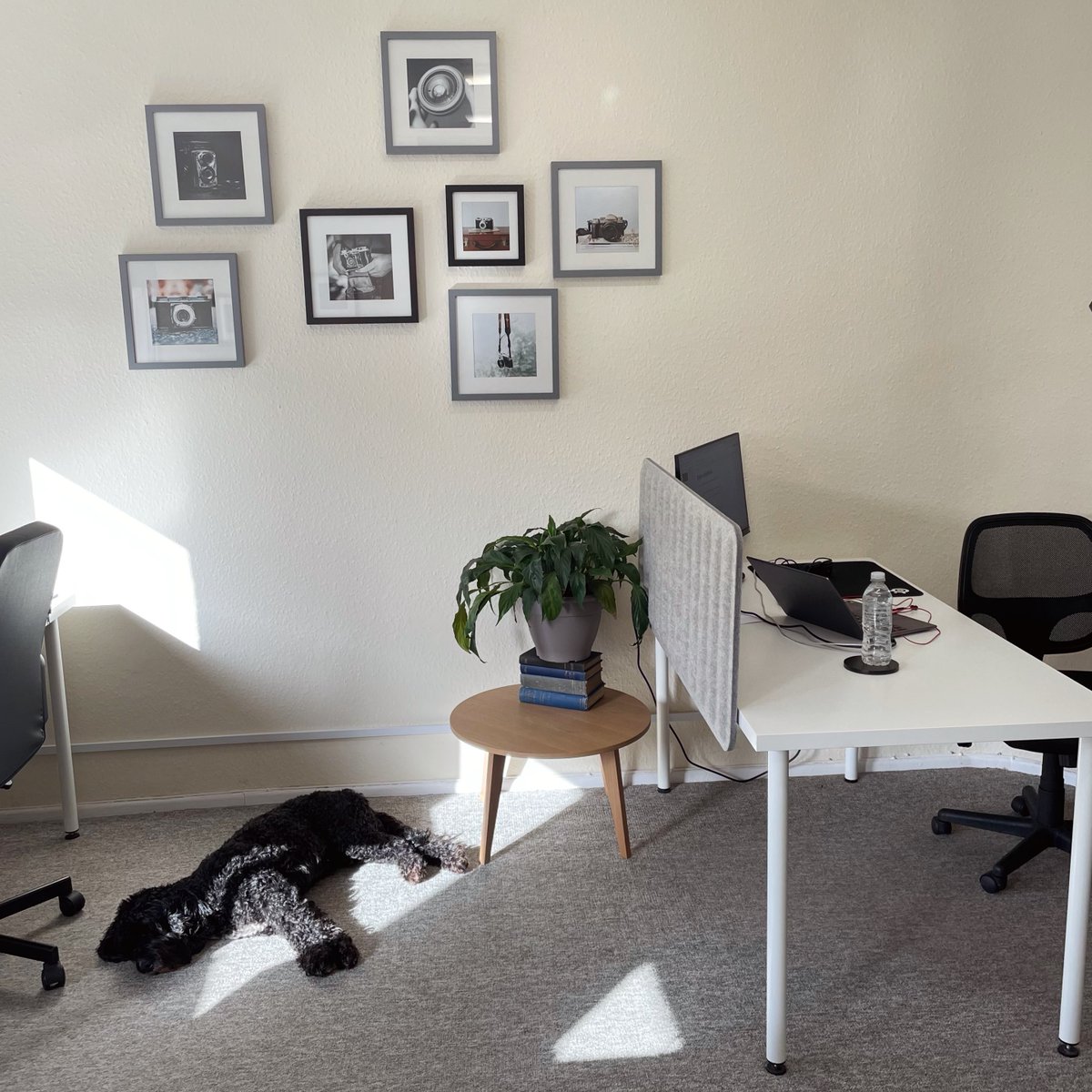 Did you know... WorkHere is dog friendly!🐶

If you are looking for a space to work but don't want to leave your furry friend at home, why not come in for a free trial day😊 follow the link to book your day now workhereford.co.uk/the-space

Monty can't wait to meet you!🐾