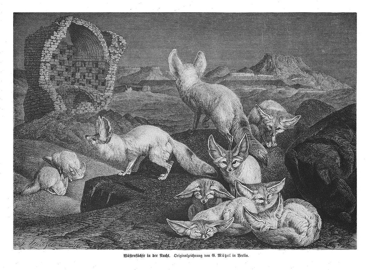emeraldthiele's tweet photo. #Mutzel, Fennec Foxes (1876) https://t.co/VjMB769PWV