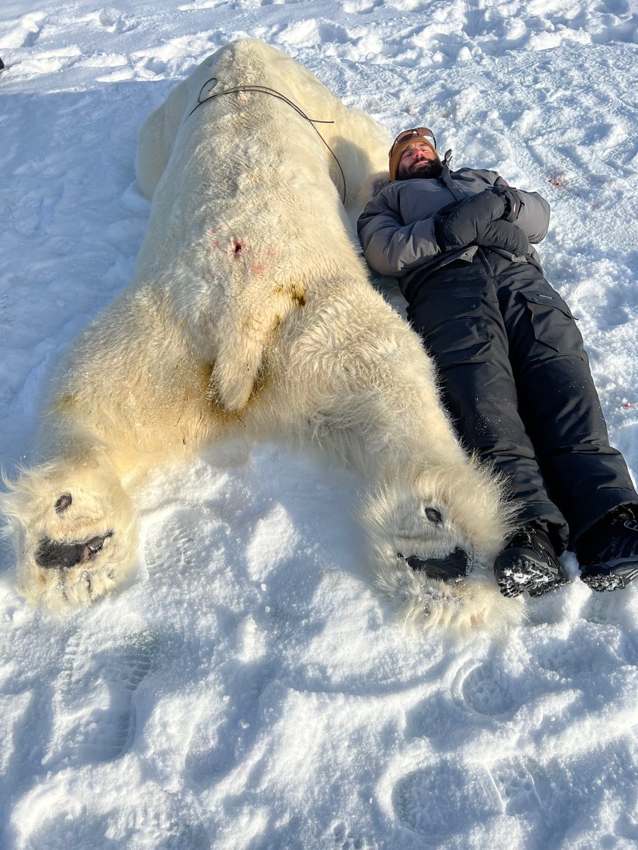 AEDerocher's tweet photo. Polar bears are big. This adult male was 1st caught as a 10 month old cub in 2004. Next to him for scale is our pilot Sean Headland: he's new to polar bear research &amp; new to Canada. Our Australian-Canadian pilot is a major asset to our team: he just needs to get used to the cold. https://t.co/eYRrAjYVhL