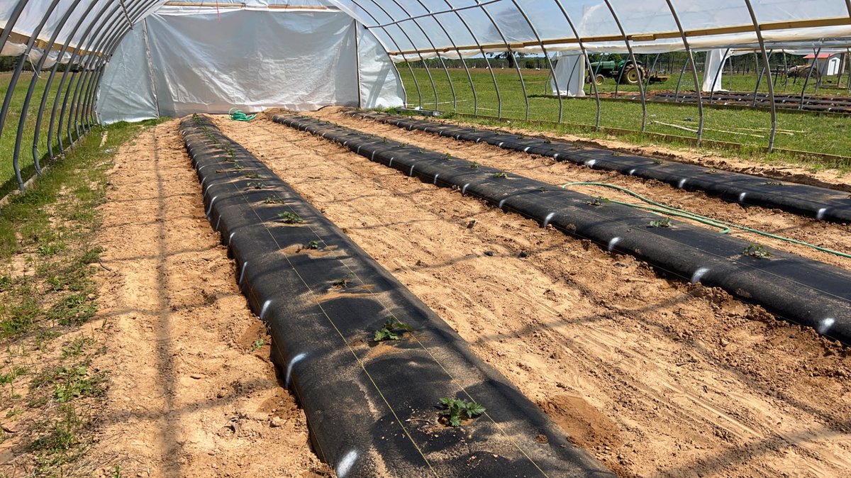 Aaron Cato tweet media