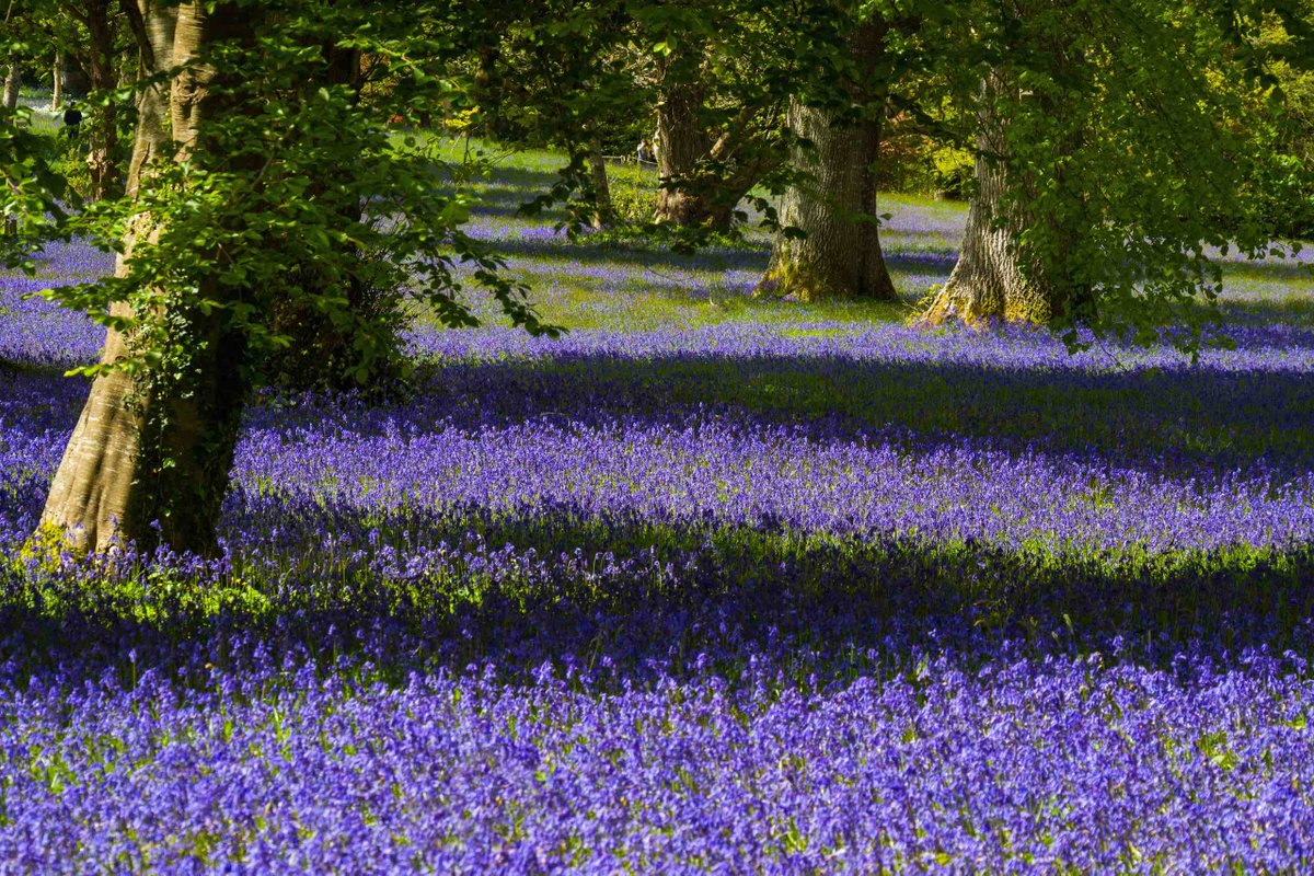 Don't miss your chance to see the spectacular display of bluebells at Enys over the coming week. Open every day from 29th April to 8th May, they are truly worth a visit. enysgardens.org.uk #bluebells #cornwall (Photo credit: Paul Richards)