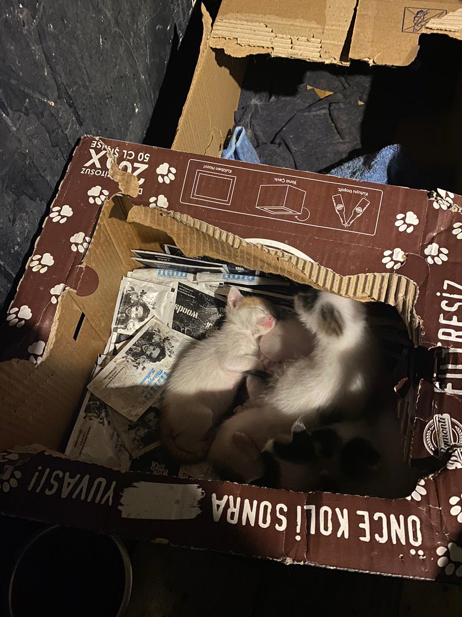 denizkrb's tweet photo. Bu kutunun içinde tam 7 tane 3 haftalık bebek kedi var. Anneleri iki gündür yok. Bakan arkadaşlar ellerinden geleni yapıyorlar ancak durdukları yer dükkan. Evinde bir süre ağırlayabilecek, süt anne öncelikli geçici yuva çıkar mı? Elden ele yayabilir misiniz? @SuziOnline_blog https://t.co/8IexYsxqQP
