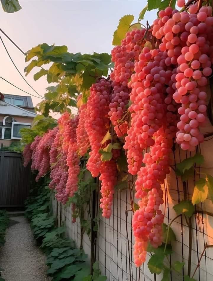 Uvas