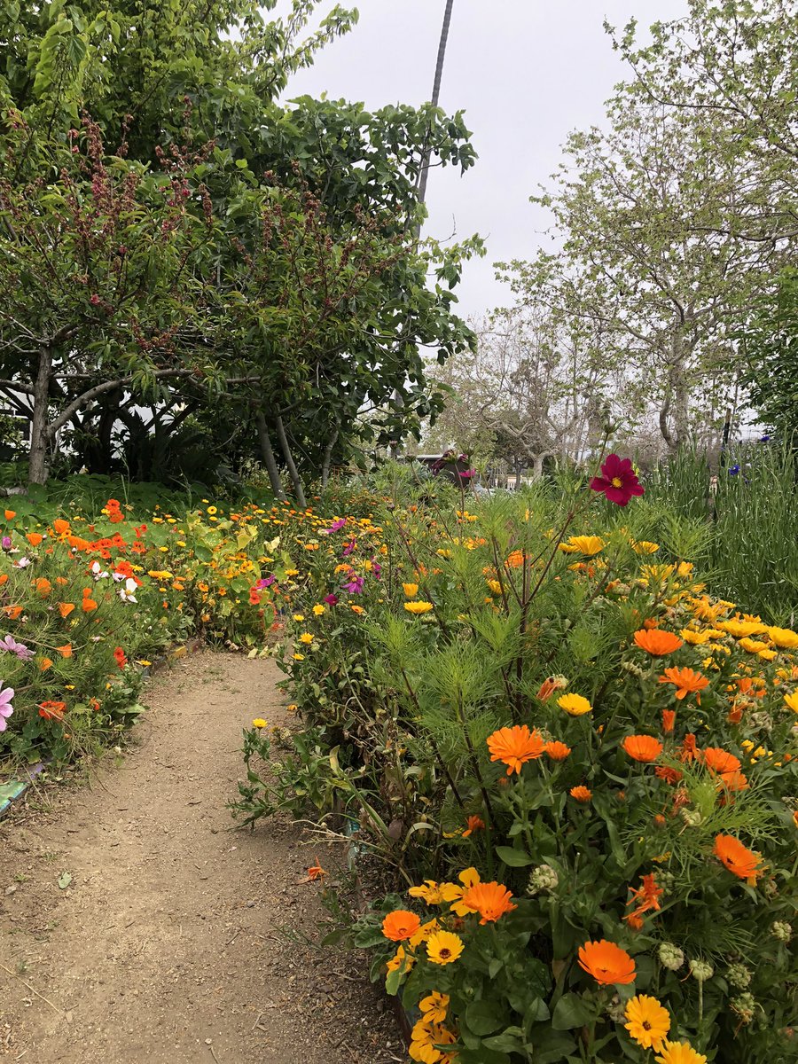 Super bloom at @SafePlace4Youth garden 💙 #endyouthhomelessness #LosAngeles #Venice