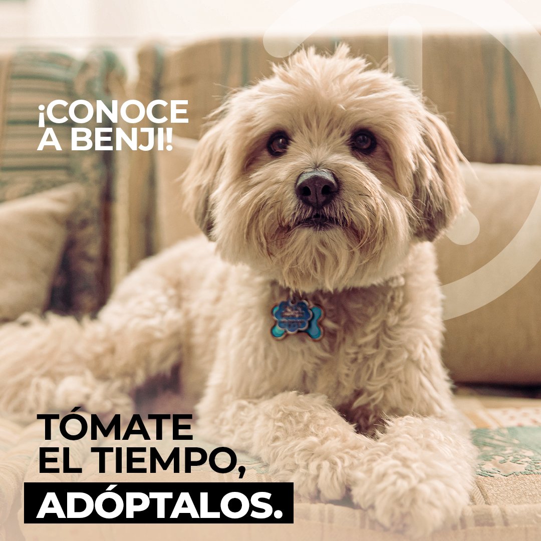 PRGAPSA's tweet image. A Benji lo rescataron, junto a 23 hermanos. Aunque su guardián les daba mucho amor, no tenía recursos para cuidarlos a todos. ¡La vida de Benji cambió cuando lo adoptaron! Adopta de un albergue cerca de ti. Mira la lista de en SientenComoNosotros.com. #SientenComoNosotros